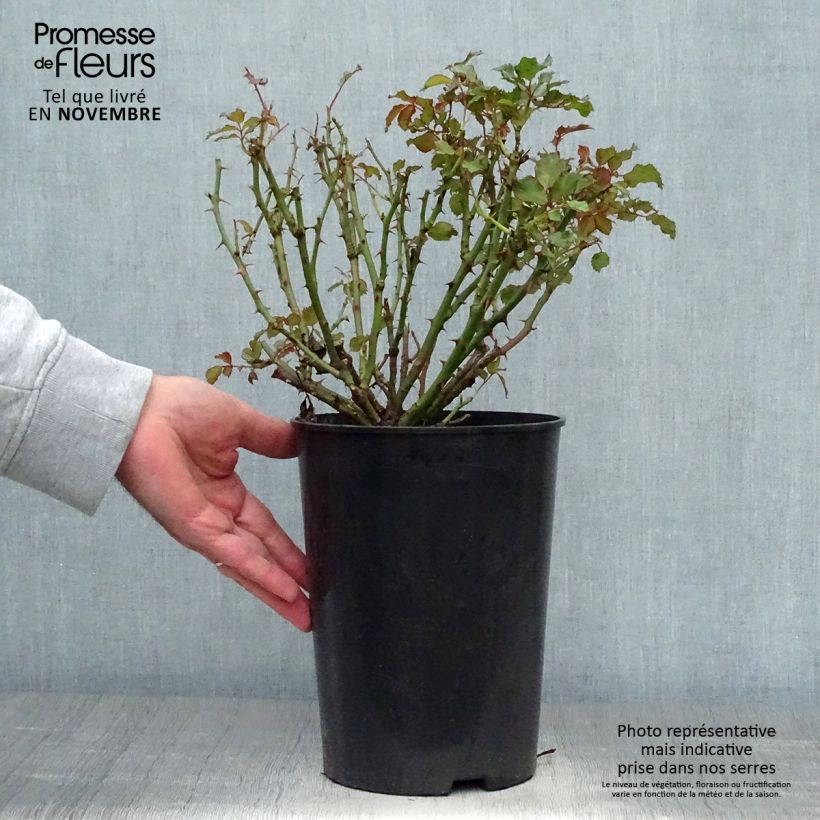 Ejemplar de Rosal persica Sweet Babylon Eyes - Rosal tapizante Maceta 4L/5L entregado en otoño