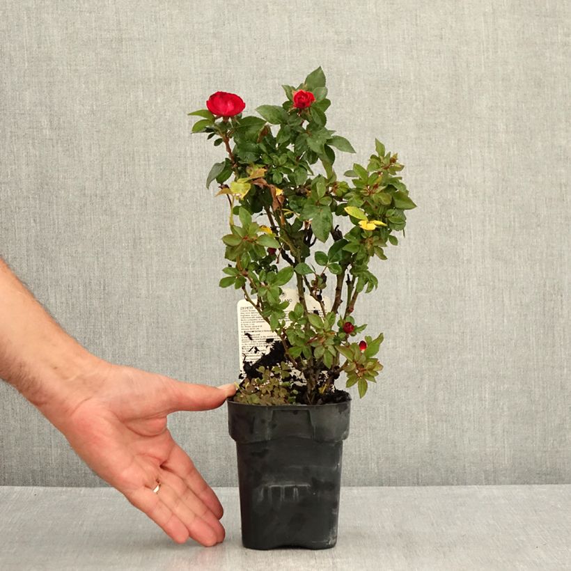 Ejemplar de Rosal Zepeti Meibenbino - Rosal tapizante Maceta de 10 cm/11 cm entregado en verano