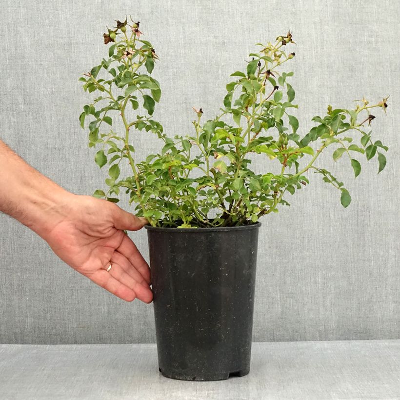 Ejemplar de Rosal Nectar Garden Lilliput Lupo Maceta 1,5L/2L entregado en verano