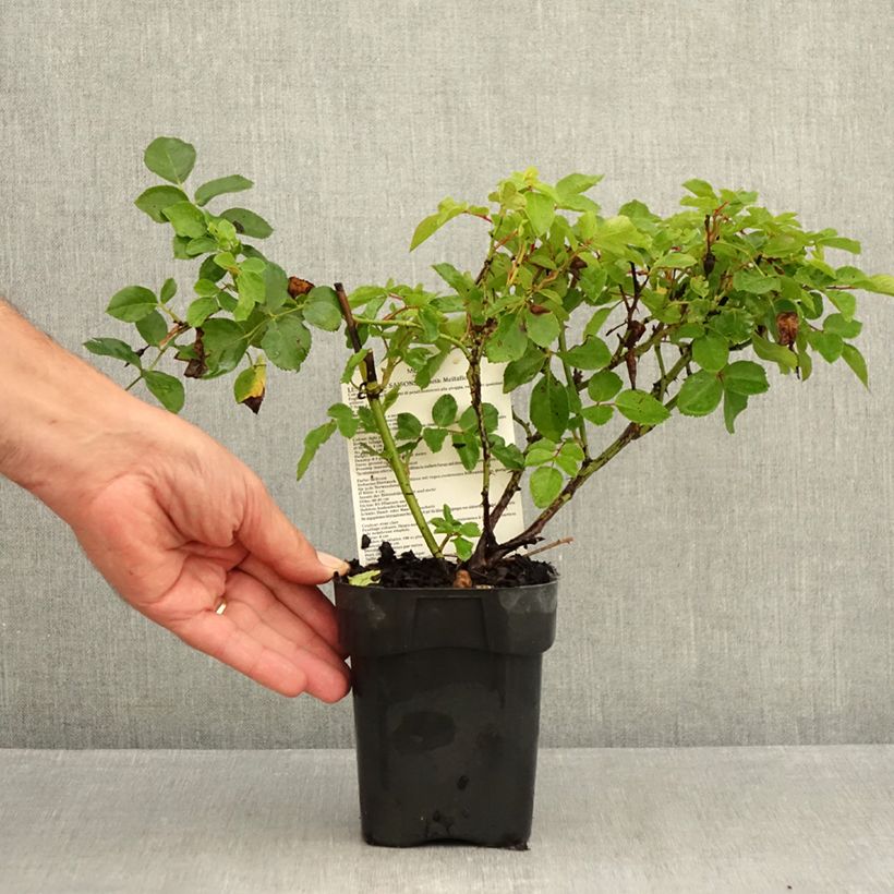 Ejemplar de Rosal Les Quatre Saisons - Rosal paisajístico Maceta de 10 cm/11 cm entregado en verano