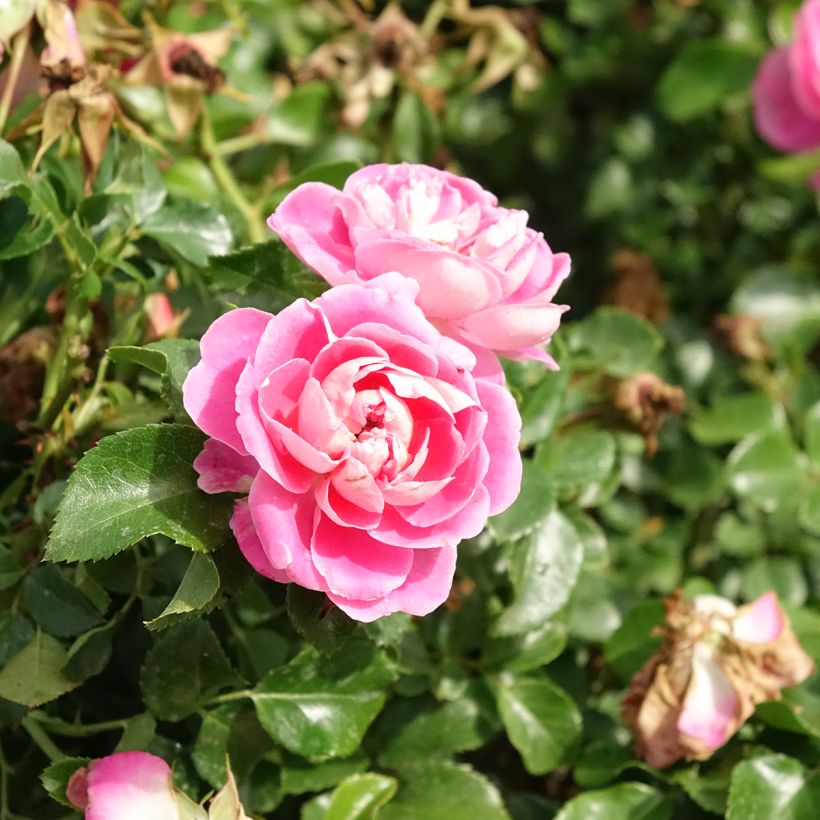 Rosal Les Quatre Saisons - Rosal paisajístico (Floración)