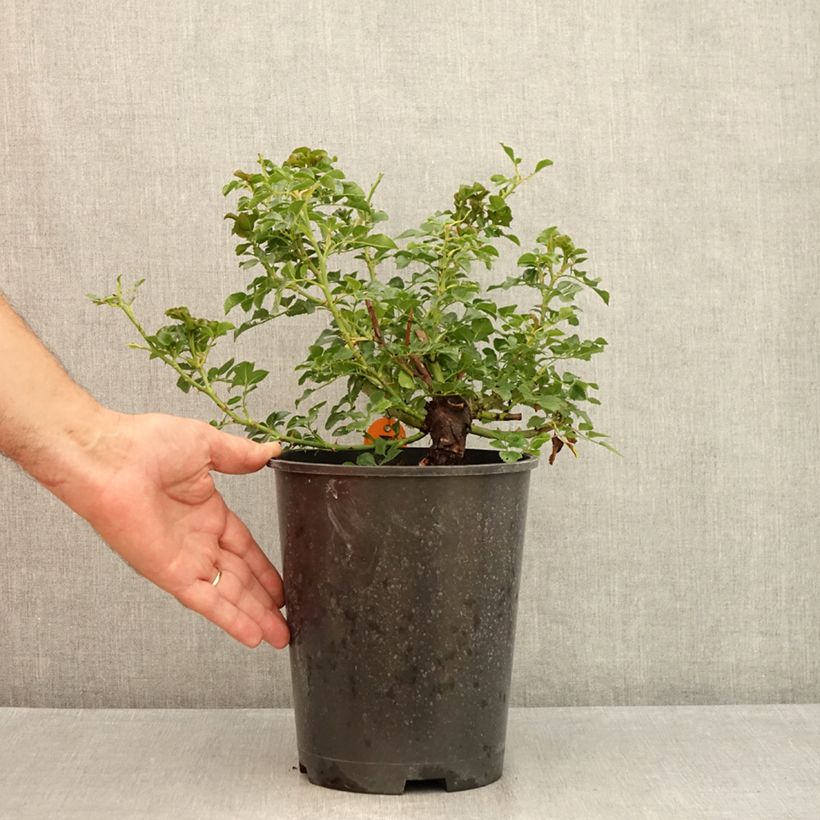 Ejemplar de Rosal Les Quatre Saisons - Rosal paisajístico Maceta 4L/5L entregado en verano