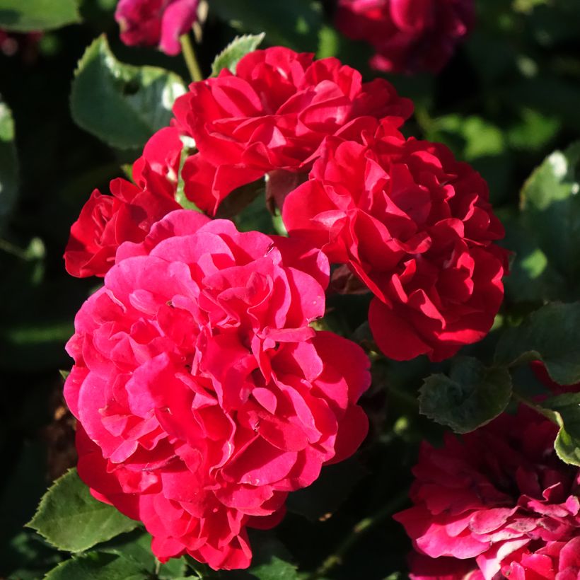 Rosal Hello - Rosal tapizante (Floración)