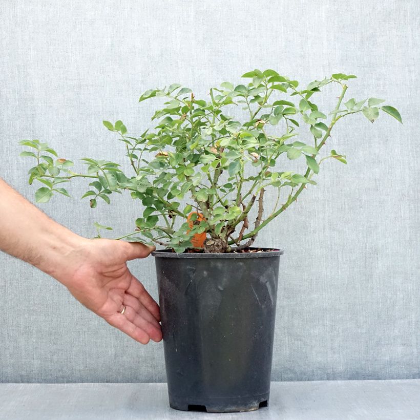 Ejemplar de Rosal Hello - Rosal tapizante Maceta 4L/5L entregado en verano