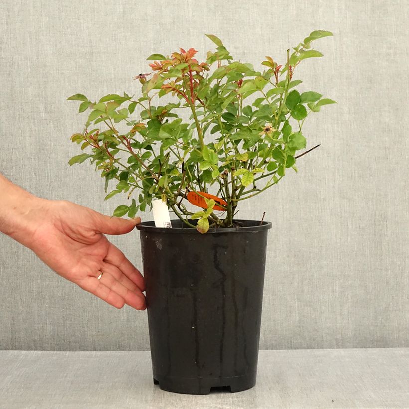 Ejemplar de Rosal Street Colors Rêve de Paris - Rosal paisajístico Maceta 4L/5L entregado en verano