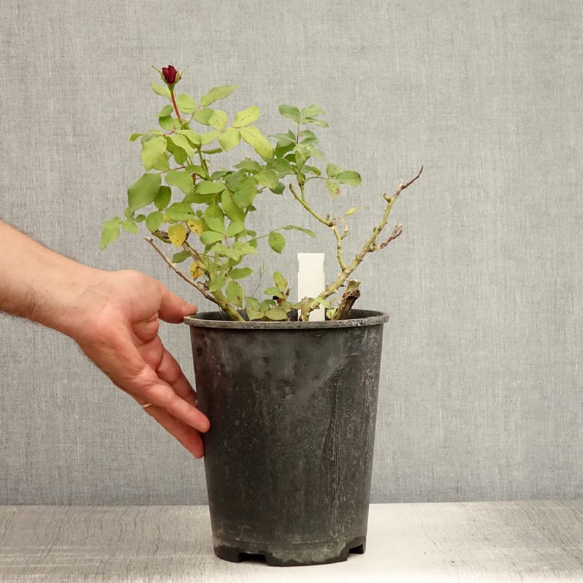 Ejemplar de Rosal polyantha Mona Lisa Maceta 4L/5L entregado en verano