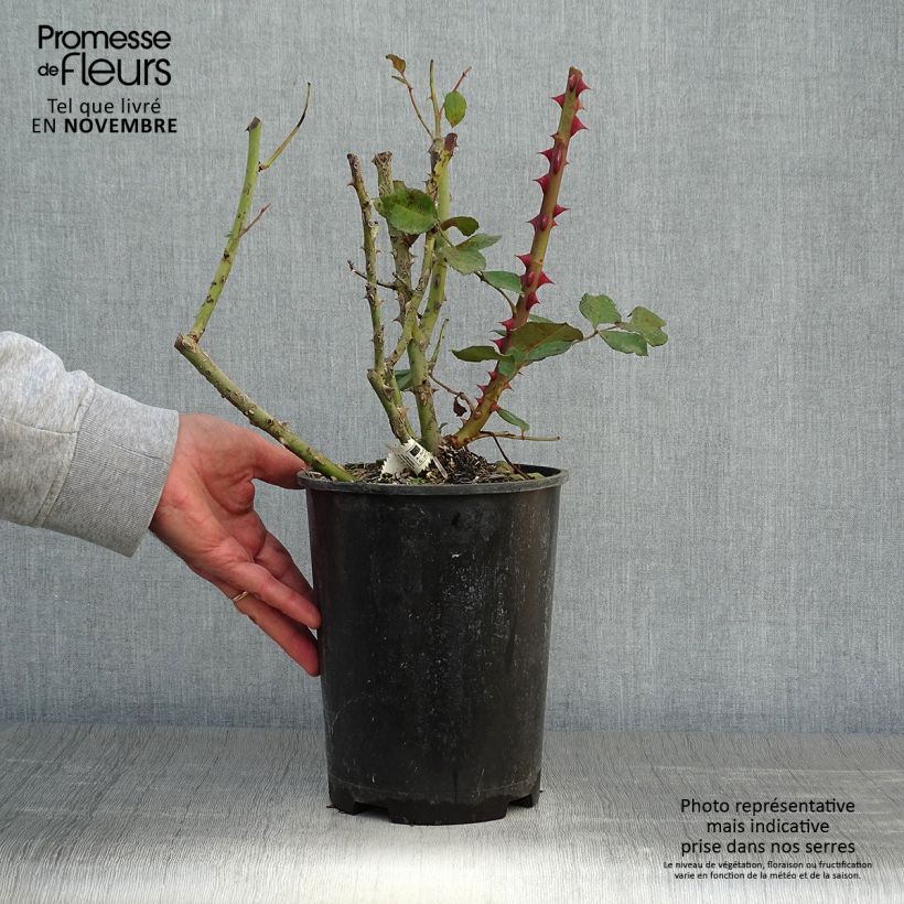 Ejemplar de Rosal Princesse Astrid de Belgique Maceta 4L/5L entregado en otoño