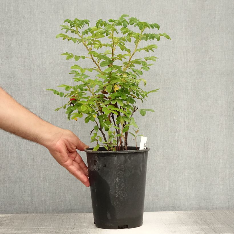Ejemplar de Rosal rugosa Alba Maceta 3L/4L entregado en verano