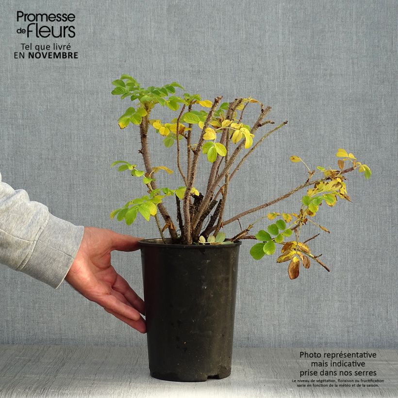 Ejemplar de Rosal rugosa Alba Maceta 3L/4L entregado en otoño