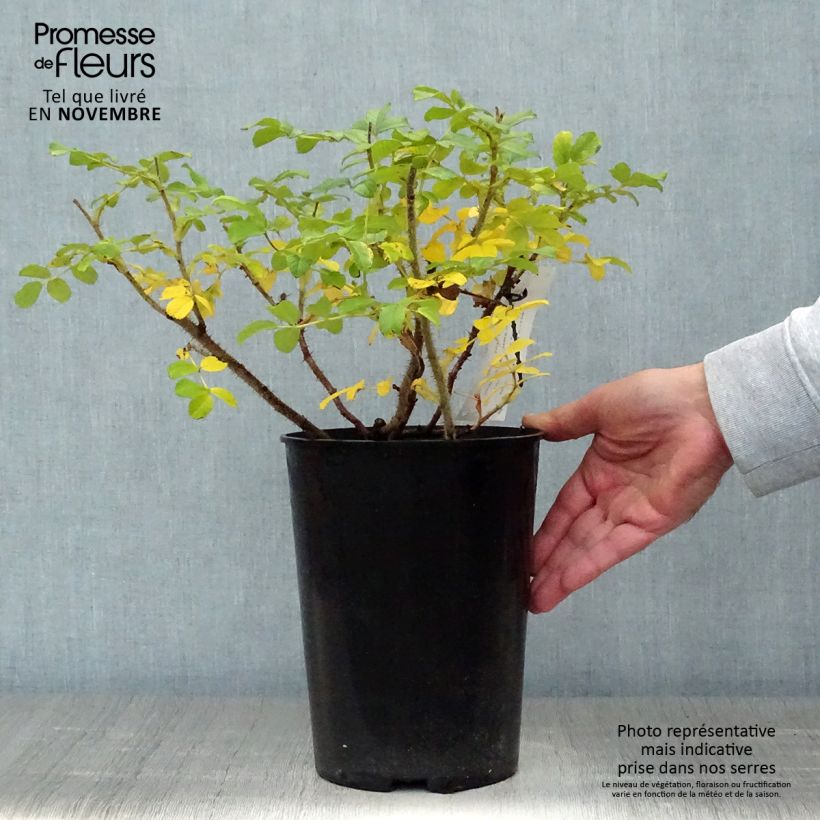 Ejemplar de Rosal rugosa Blanc Double de Coubert Maceta 4L/5L entregado en otoño