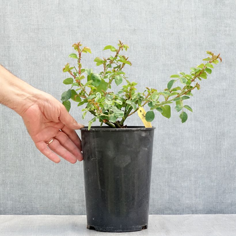 Ejemplar de Rosal rugosa Hansa Maceta 4L/5L entregado en verano
