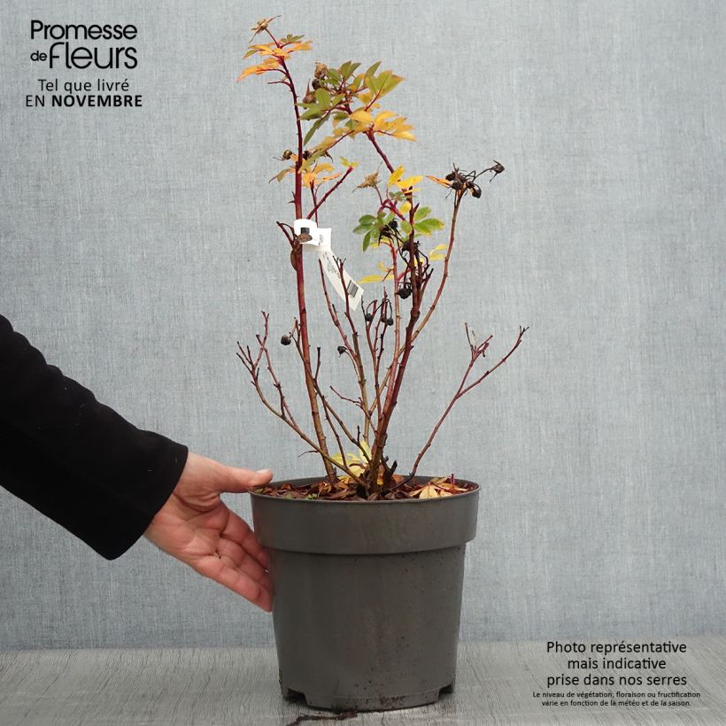 Ejemplar de Rosal Jam-a-licious Maceta 4L/5L entregado en otoño