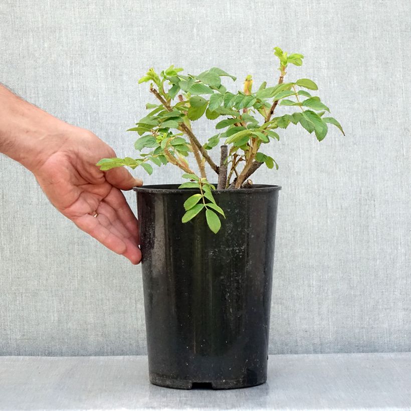 Ejemplar de Rosal rugosa Roseraie de l'Haÿ Maceta 3L/4L entregado en verano