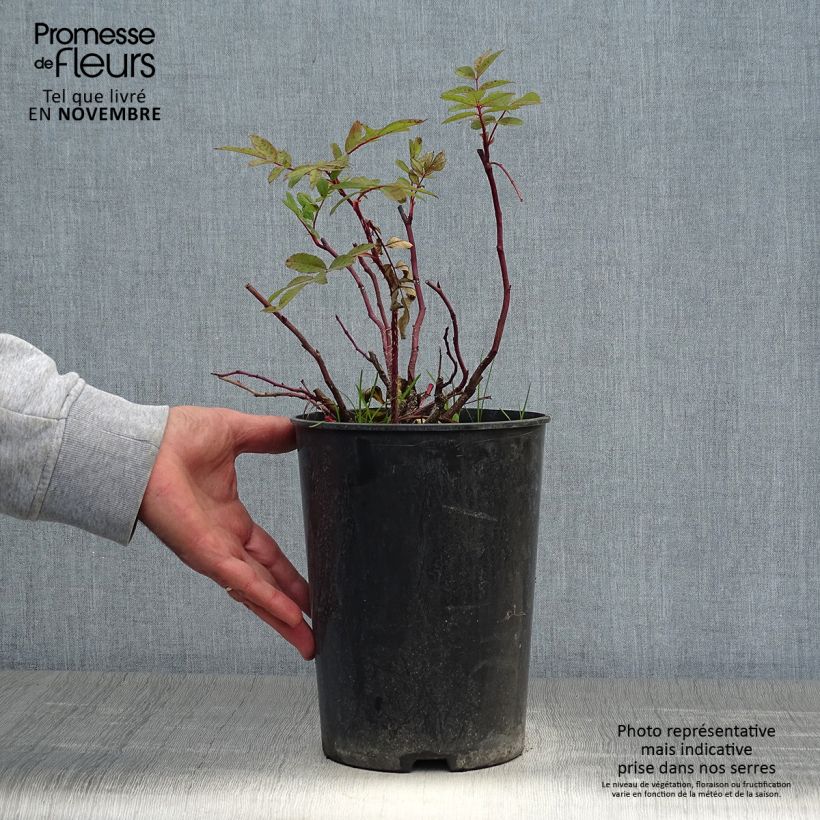 Ejemplar de Rosal rugosa Thérèse Bugnet Maceta 4L/5L entregado en otoño