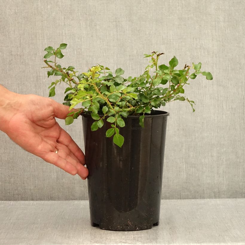 Ejemplar de Rosal Toscana (Gärtnerfreude) Maceta 3L/4L entregado en verano