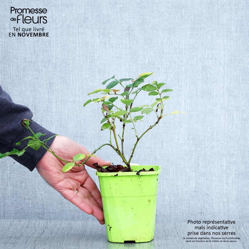 Ejemplar de Rosal persica See You In Pink Maceta 3L/4L entregado en otoño