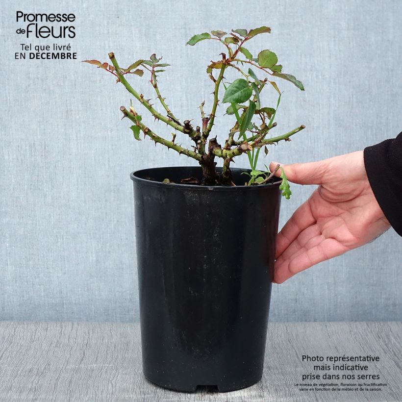 Ejemplar de Rosal persica See You In Red Maceta 4L/5L entregado en otoño