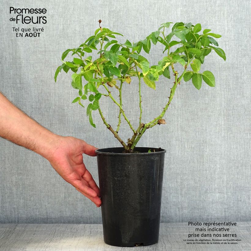 Ejemplar de Rosal persica See You In Red Maceta 4L/5L entregado en verano