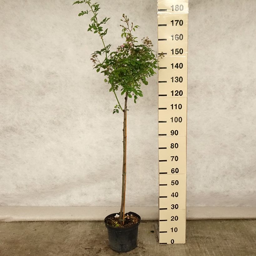 Ejemplar de Rosal Ballerina (Rosal de pie alto) Maceta 7,5L/10LAltura de entrega aprox. 110/150cm entregado en verano