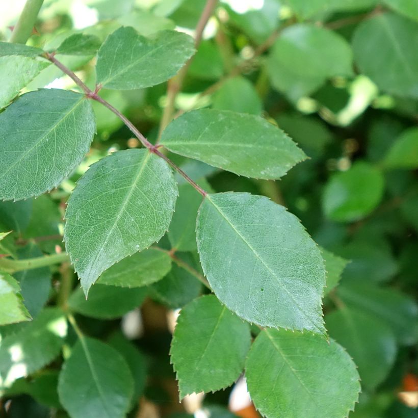 Rosal Bonica (Rosal de pie alto) (Follaje)
