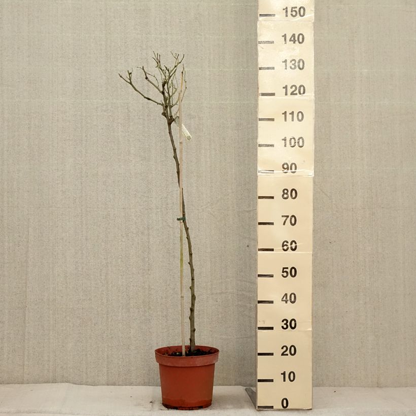 Ejemplar de Rosal David Austin Claire Austin (Rosal de pie alto) Maceta 7,5L/10L entregado en otoño