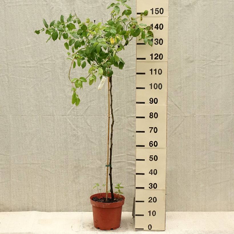 Ejemplar de Rosal David Austin Claire Austin (Rosal de pie alto) Maceta 7,5L/10LAltura de entrega aprox. 80/120cm entregado en verano