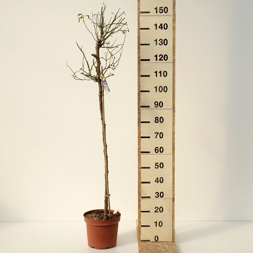 Rosal Decorosier Celina (Rosal de pie alto) Maceta 7,5L/10L Ejemplar entregado en invierno