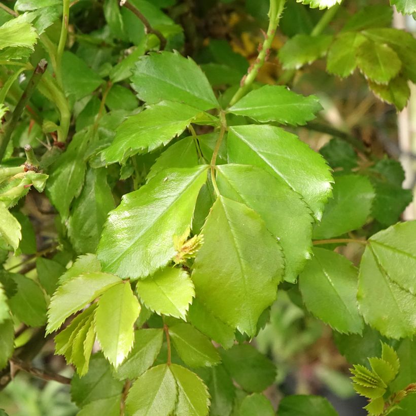 Rosal Decorosier Celina (Rosal de pie alto) (Follaje)