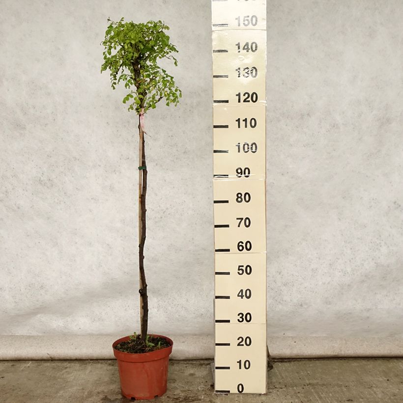 Ejemplar de Rosal Decorosier Mareva (Rosal de pie alto) Maceta 7,5L/10LAltura de entrega aprox. 80/120cm entregado en verano