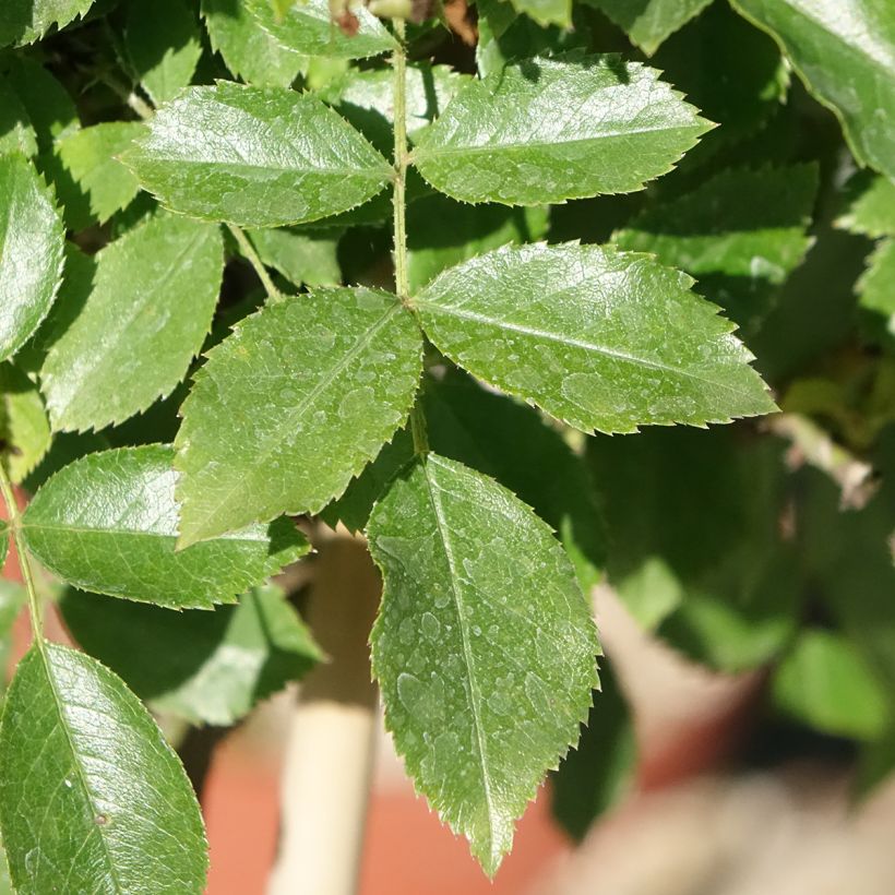 Rosal Decorosier Opalia noaschnee (Rosal de pie alto) (Follaje)