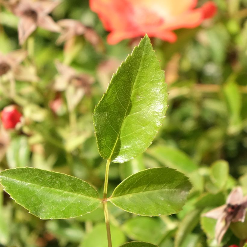 Rosal Décorosiers Isalia (Rosal de pie alto) (Follaje)