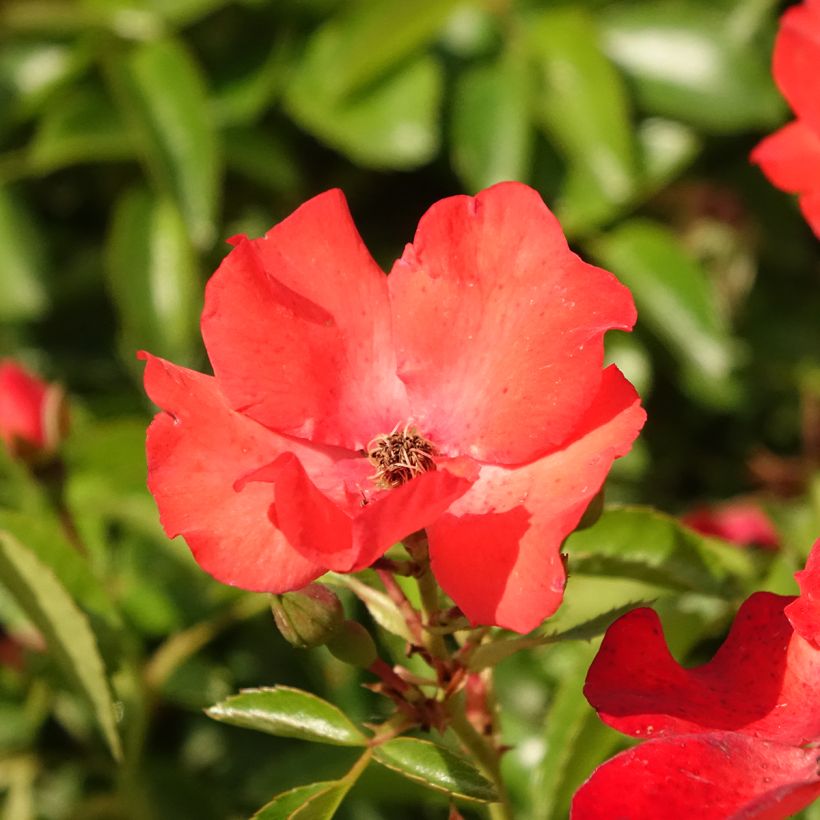 Rosal Décorosiers Isalia (Rosal de pie alto) (Floración)