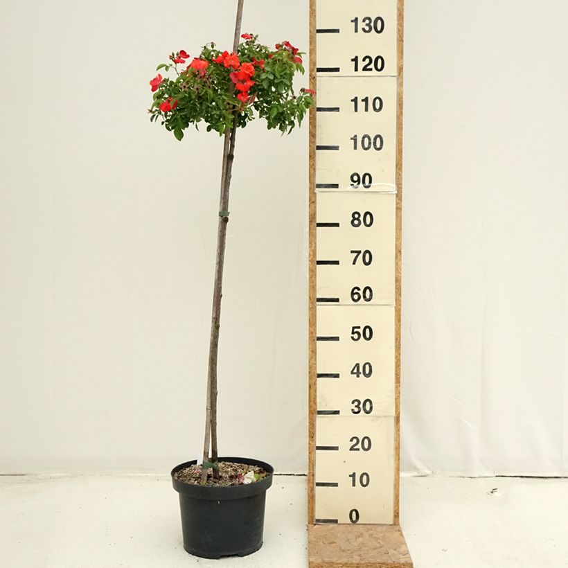 Ejemplar de Rosal Décorosiers Isalia (Rosal de pie alto) Maceta 7,5L/10L entregado en verano