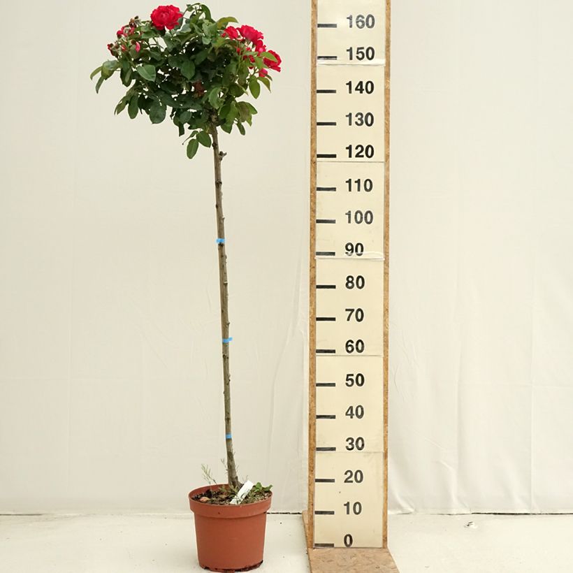Ejemplar de Rosal Dominica Intercomdoor (Rosal de pie alto) Maceta 7,5L/10L entregado en verano