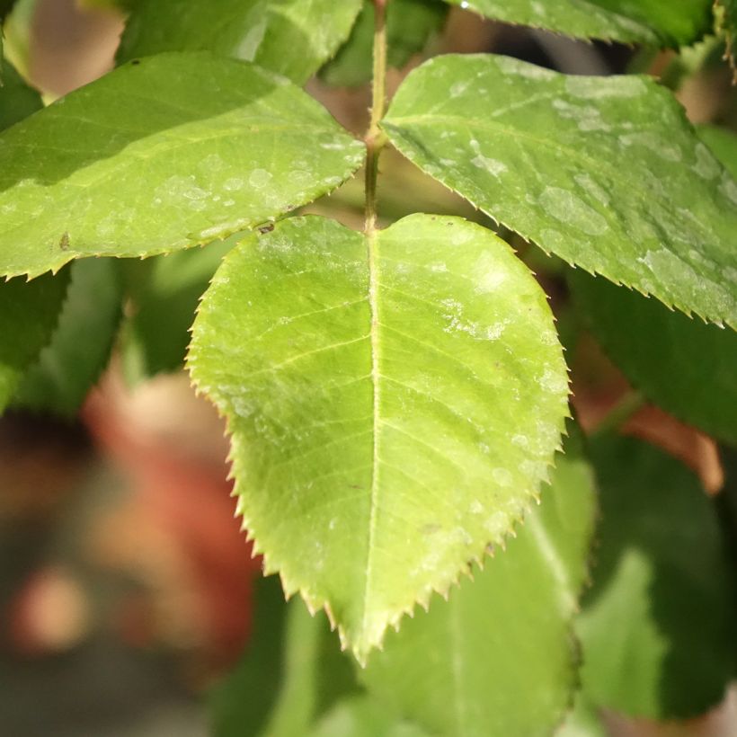 Rosal Dominica Intercomdoor (Rosal de pie alto) (Follaje)
