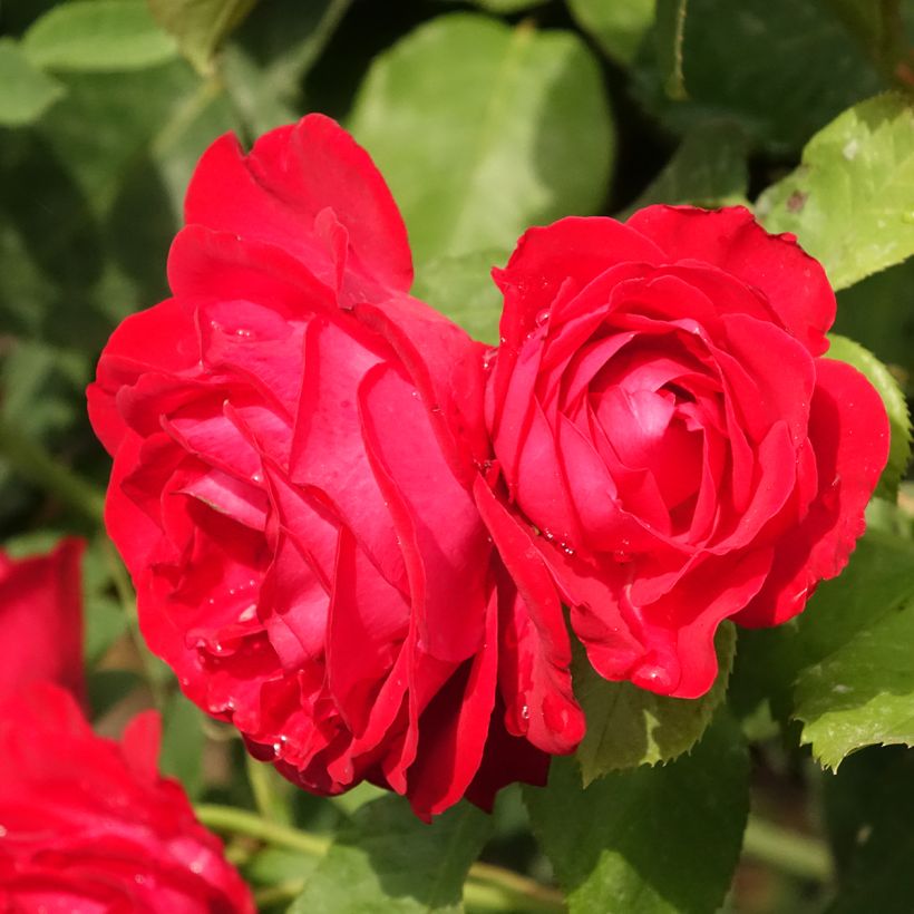 Rosal Dominica Intercomdoor (Rosal de pie alto) (Floración)