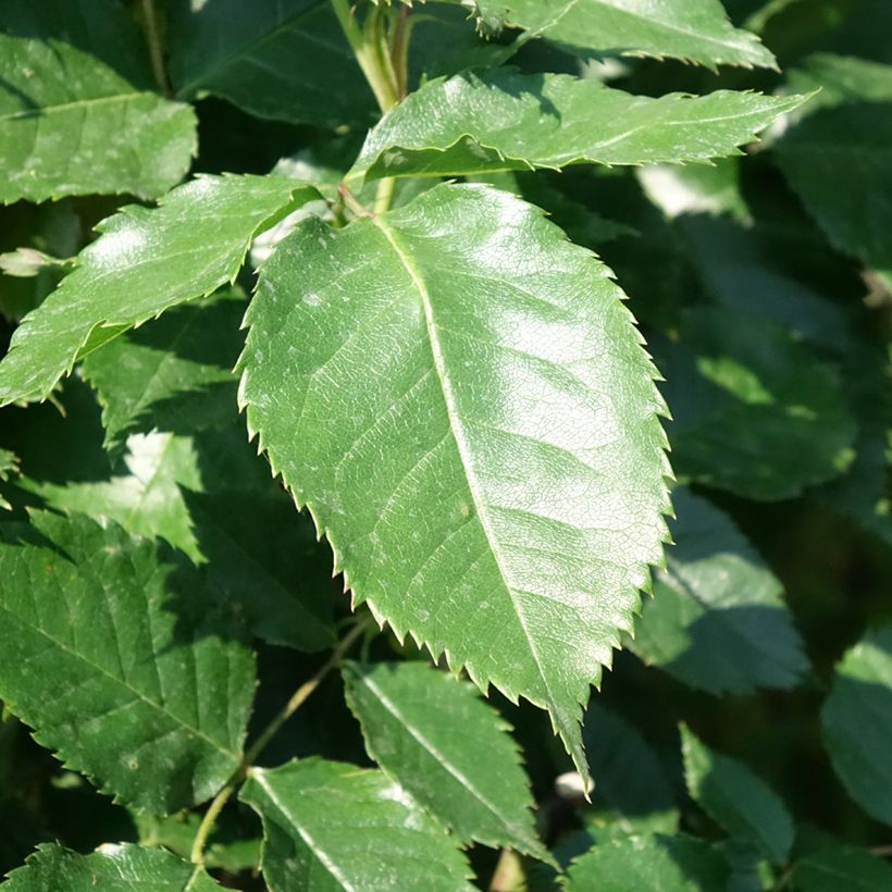 Rosal Friesia Koresia (Rosal de pie alto) (Follaje)