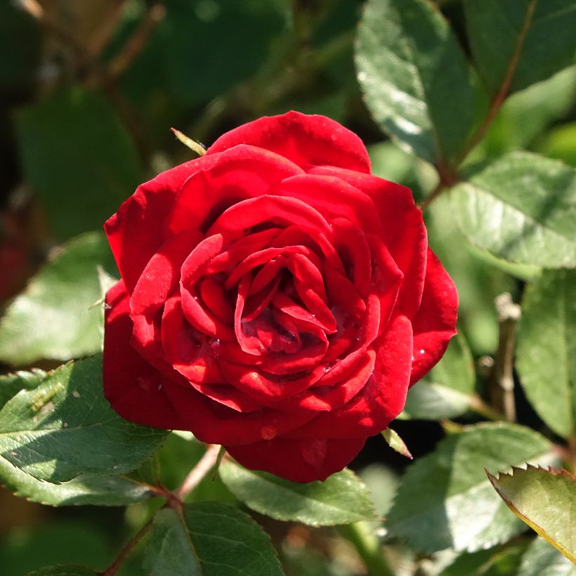 Rosal polyantha Global Hit (Rosal de pie alto) (Follaje)