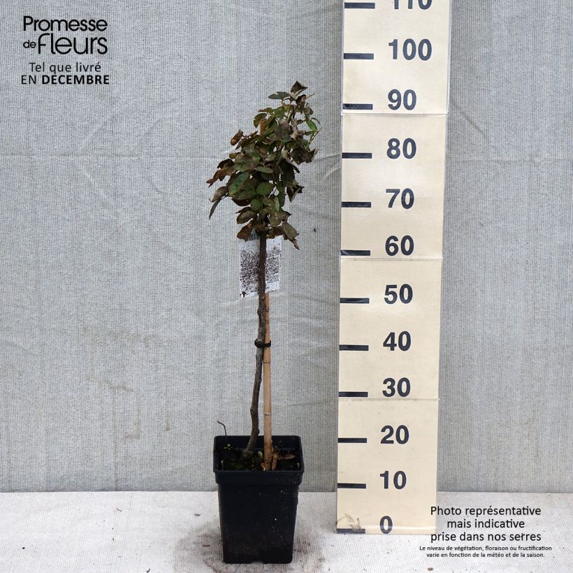 Ejemplar de Rosal polyantha Heidi Klum (Rosal de pie alto) Maceta 7,5L/10L entregado en otoño