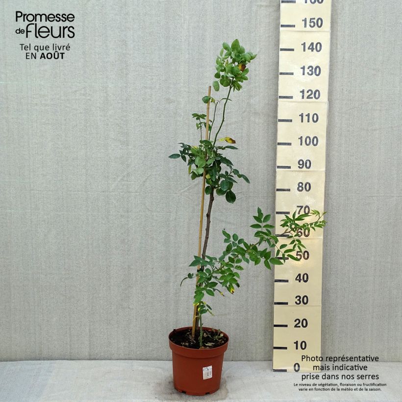 Ejemplar de Rosal polyantha Heidi Klum (Rosal de pie alto) Maceta 7,5L/10LAltura de entrega aprox. 70/110cm entregado en verano
