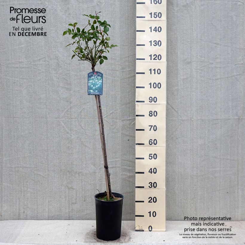 Ejemplar de Rosal Iceberg (Rosal de pie alto) Maceta 7,5L/10L entregado en otoño