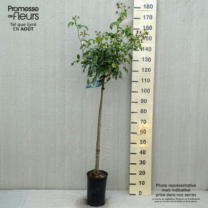 Ejemplar de Rosal Iceberg (Rosal de pie alto) Maceta 7,5L/10LAltura de entrega aprox. 70/110cm entregado en verano