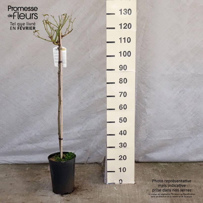 Rosal Iceberg (Rosal de pie alto) Maceta 7,5L/10LAltura de entrega aprox. 110/150cm Ejemplar entregado en invierno