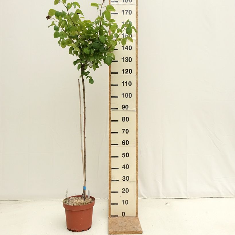 Ejemplar de Rosal Landora (Rosal de pie alto) Maceta 7,5L/10L entregado en verano
