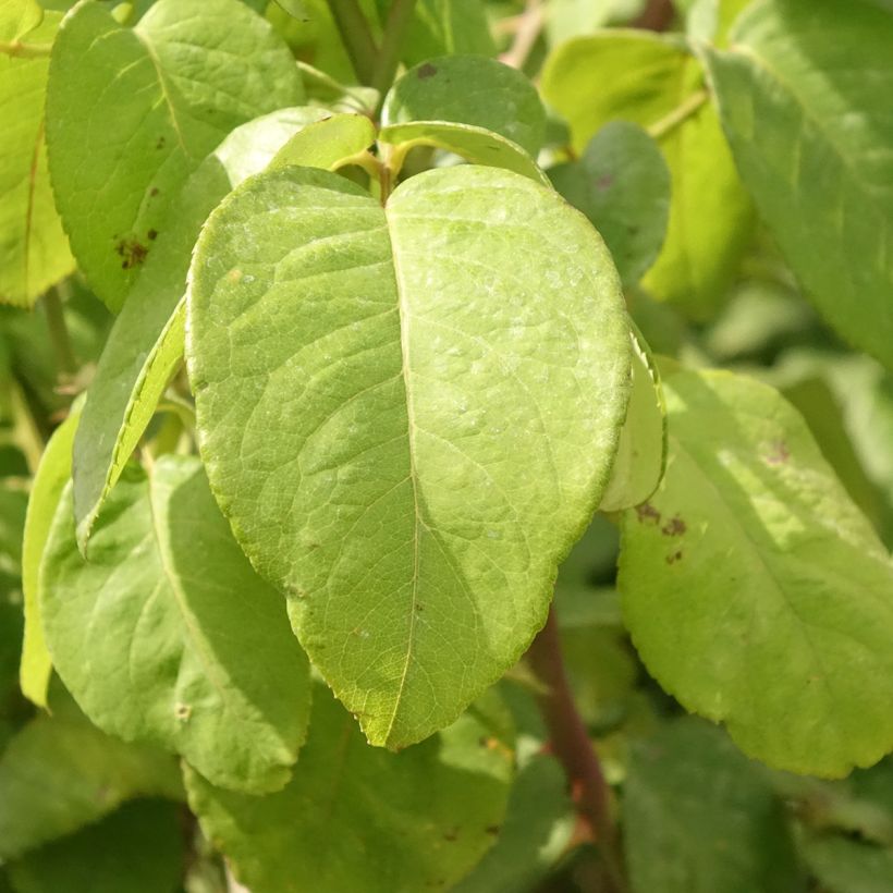 Rosal Landora (Rosal de pie alto) (Follaje)