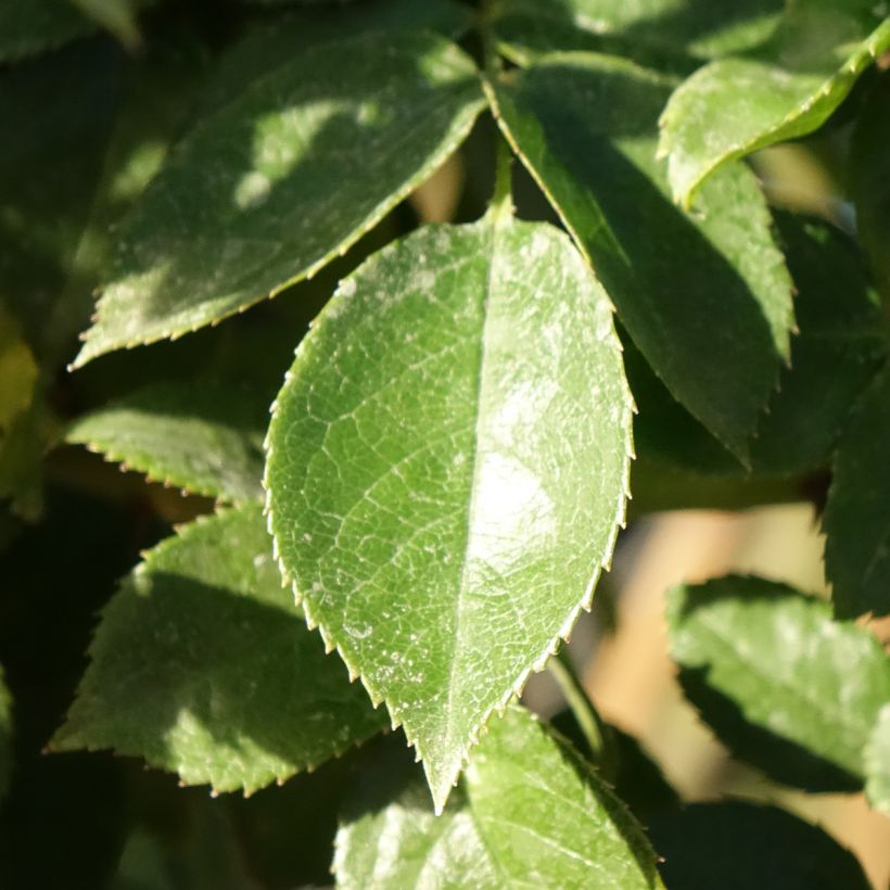 Rosal Mythique (Rosal de pie alto) (Follaje)
