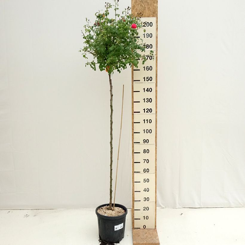 Ejemplar de Rosal Magic Meillandecor (Rosal de pie alto) Maceta 7,5L/10L entregado en verano