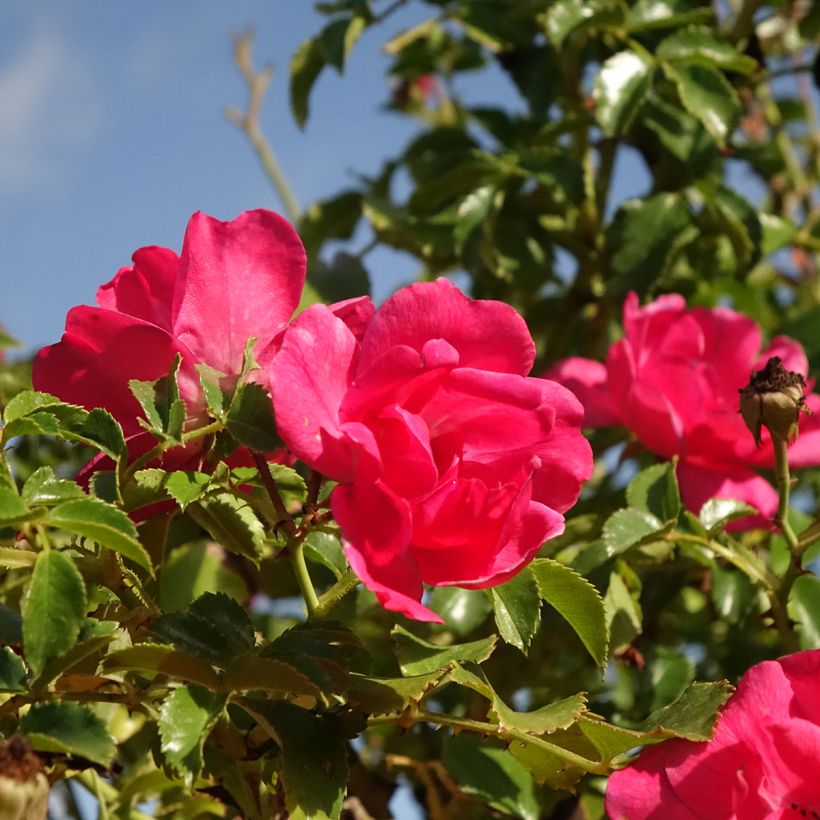 Rosal Magic Meillandecor (Rosal de pie alto) (Floración)
