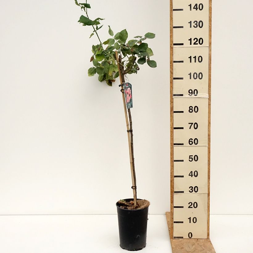 Ejemplar de Rosal Queen Elisabeth (Rosal de pie alto) Maceta 6L/7L entregado en verano