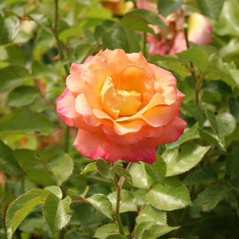 Rosal Rochemenier Village (Rosal de pie alto) (Floración)